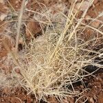Stipagrostis ciliata Ekosanga