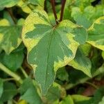 Houttuynia cordata ഇല