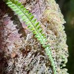 Melpomene flabelliformis Blad