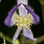 Aconitum columbianum Flor