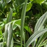 Echinacea paradoxa Feuille