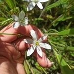 Ornithogalum divergens Flor