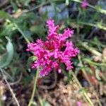 Centranthus ruberЦвят