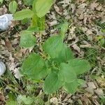 Smilax herbacea ഇല