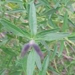 Salvia × jamensis Leaf