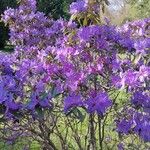 Rhododendron augustinii Flower