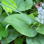 Maianthemum bifolium Лист