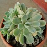 Echeveria elegansFuelha