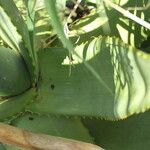 Aloe littoralis Листок
