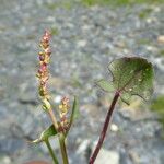 Rumex scutatus Λουλούδι