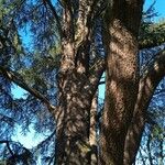 Cedrus libani 樹皮