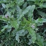 Cirsium arvense Blad