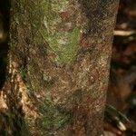 Inga huberi Bark