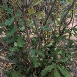 Banksia robur पत्ता