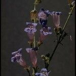 Penstemon laetus Flor