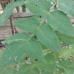 Dahlia imperialis Hoja