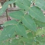 Dahlia imperialis Leaf