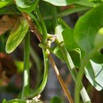 Solanum laxum چھال