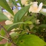 Philadelphus coronariusBlatt