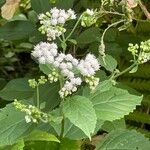 Ageratina altissima Çiçek