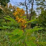 Senna marilandica Flower