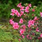 Rhododendron roseum Λουλούδι