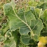 Crambe maritima Blad