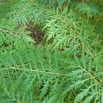 Rhus typhinaFeuille