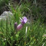 Erinacea anthyllis Flower