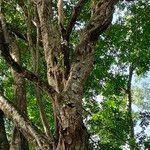 Brosimum alicastrum Rusca