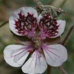 Erodium daucoides Flower