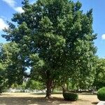 Quercus frainetto Агульны выгляд