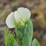 Lathyrus ochrus Blodyn