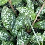 Pulmonaria affinis Leaf