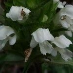 Prunella laciniata Flower