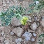 Tribulus pentandrus Flower