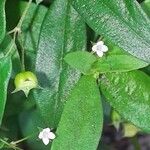 Oldenlandia corymbosa Bloem