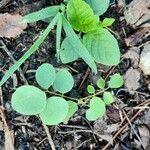 Clitoria ternatea 葉