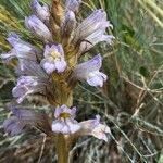 Orobanche purpurea Flower