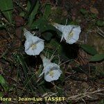 Narcissus cantabricus Floro