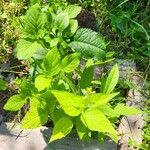 Circaea canadensis Yaprak