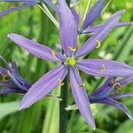 Camassia leichtlinii Flor