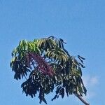 Heptapleurum actinophyllum Fruit