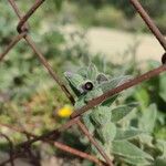 Nonea vesicaria Çiçek