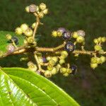 Miconia ibaguensis List