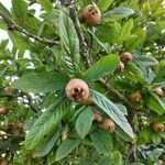 Crataegus germanica Plod