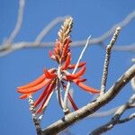 Erythrina flabelliformis फूल