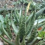 Aloe aculeata Hoja