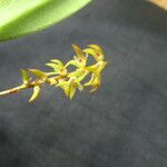 Bulbophyllum pumilum Flor