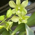 Dendrobium closterium Rchb.f.Cvet